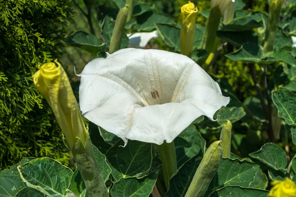 stock image Jimson weed white flower