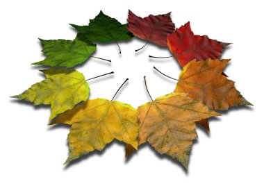 Maple leaf sonbahar spektrum