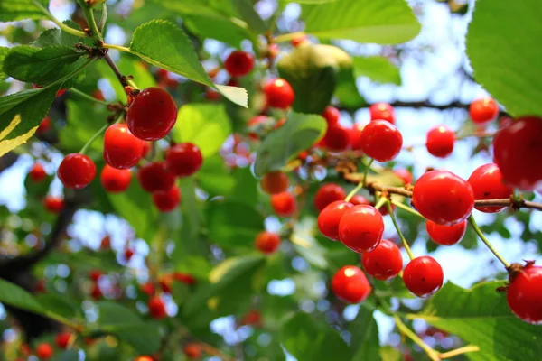 stock image Cherry