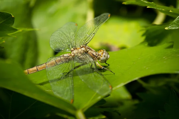 stock image Dragonfly