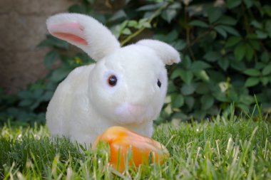 Bunny çimlerde oturuyor