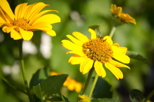 stock image Yellow flower