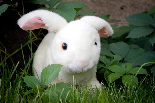 Bunny est assis sur l'herbe — Photo