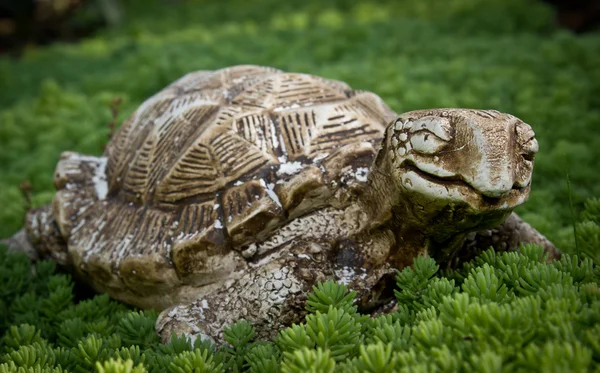 Żółw, leżąc na trawie — Zdjęcie stockowe