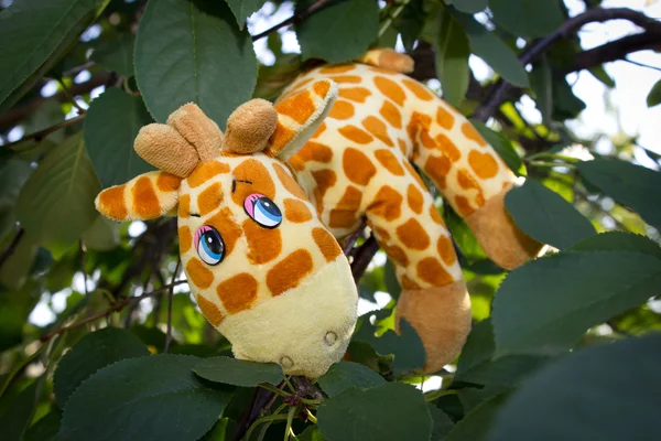 Żyrafa na drzewie — Zdjęcie stockowe