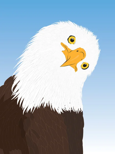 Retrato vectorial de un águila calva — Vector de stock