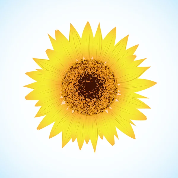 Vektorsonnenblume — Stockvektor