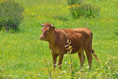 Young bullock portrait clipart