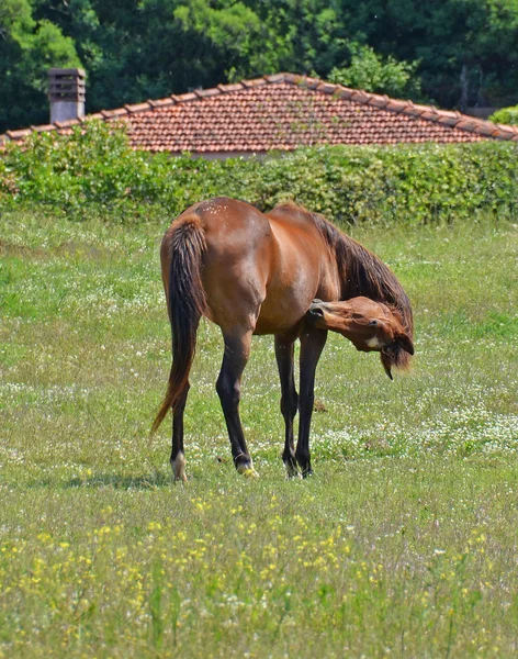 Pulizia dei cavalli in campagna — Foto Stock