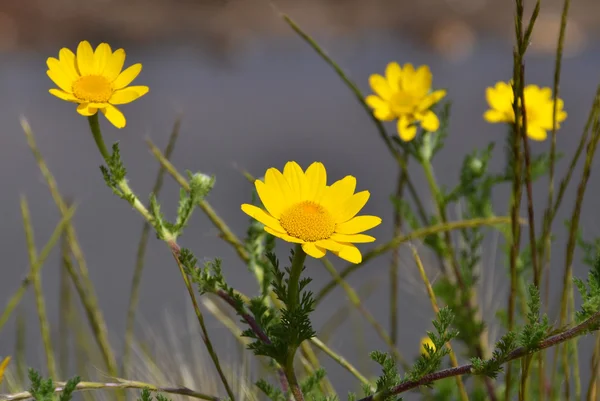 stock image Cardoon flowers in the marsh