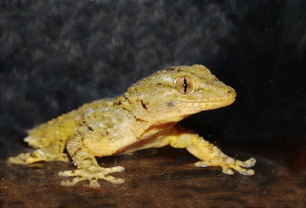 Gecko auf dunklem Hintergrund — Stockfoto