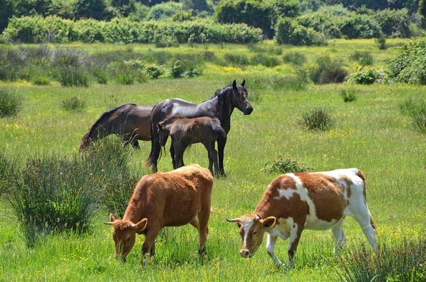 Farm animals — Stock Photo, Image