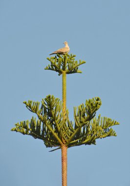 Araucaria üzerinde tünemiş kumrum