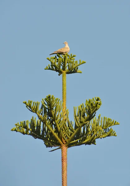 斑鸠栖息在南洋杉 — 图库照片