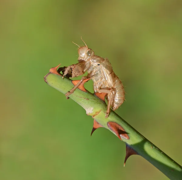 Cicada chrysalis on rose stem — Stock Photo, Image