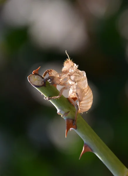 Cicala crisalide sul gambo — Foto Stock
