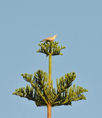 Araucaria ağaca tünemiş kumru