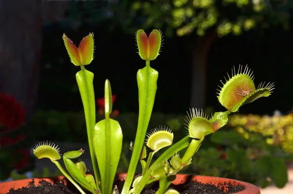 Carnivorous plant venus — Stock Photo, Image