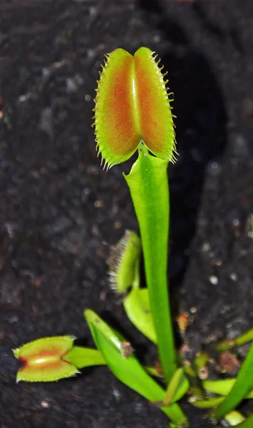 Carnivorous plant venus — Stock Photo, Image