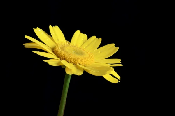 stock image Yellow flower