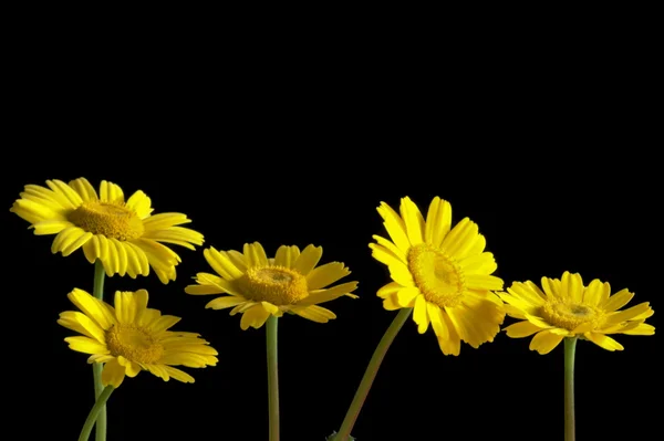 stock image Yellow flowers