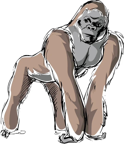Gorilla — Stockvektor