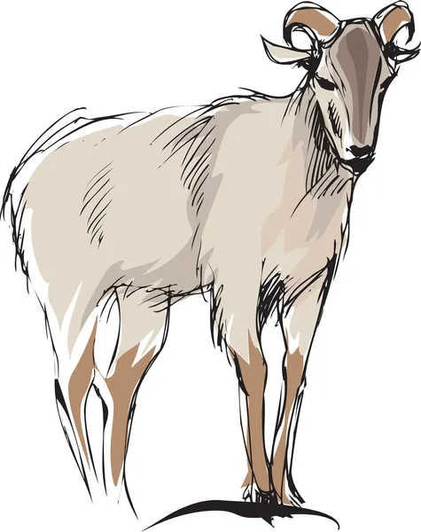 Горный козел — стоковый вектор