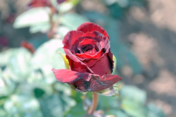 Rosa delicata rosso — Foto Stock