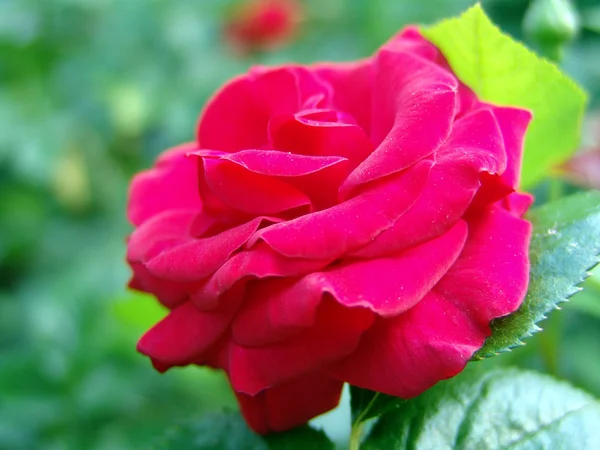 Κόκκινο rosa — Φωτογραφία Αρχείου