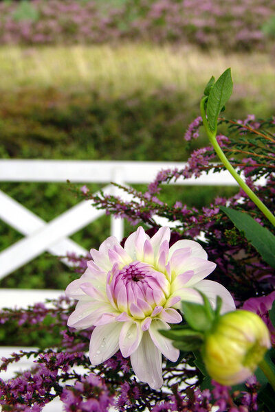 Фестиваль цветения мавритании. Украшение стола с Эрикой Калуна
.