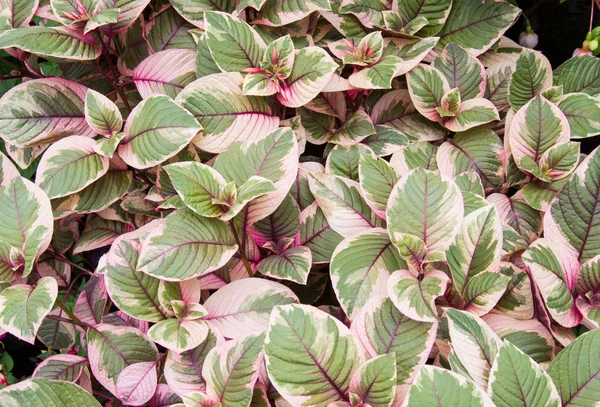 Fuschia variegata con foglie colorate — Foto Stock