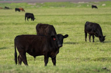 bir boğa gibi sürünün grazes saatler