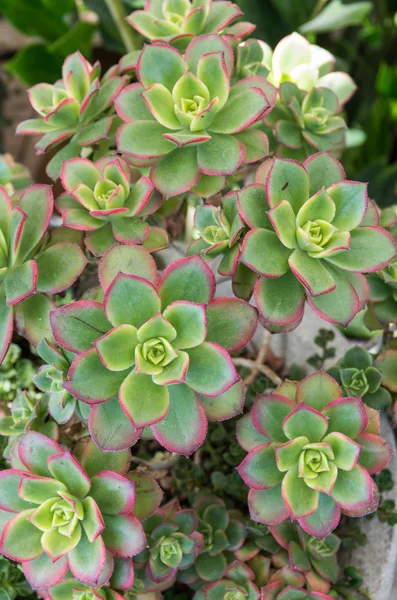 Sempervivium or hens and chicks — Stock Photo, Image