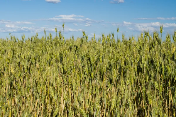 Trigo creciendo en el campo bajo el cielo azul — Foto de Stock