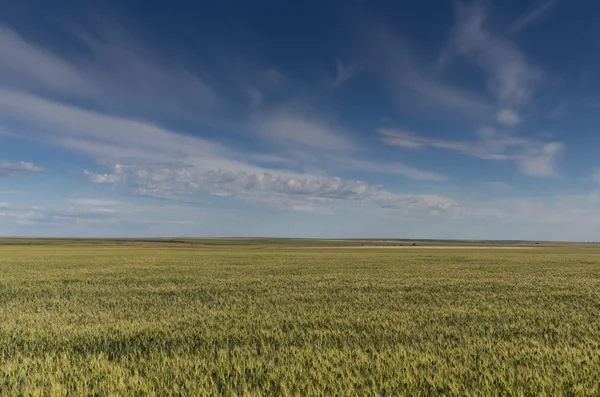 Weizen- oder Getreidefeld unter dramatischem bewölkten Himmel — Stockfoto