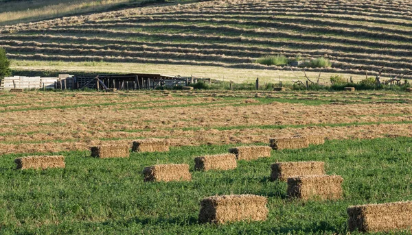 Fazenda com fardos de feno no campo — Fotografia de Stock