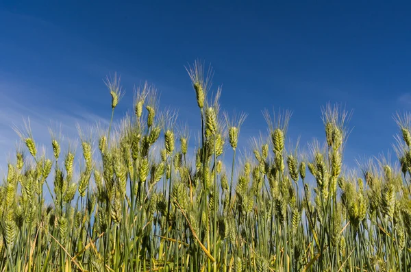 Pšenice hlavy obilí proti tmavě modrá obloha — Stock fotografie