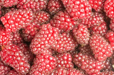 Tayberries fresh sweet ready to eat clipart