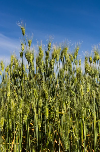Närbild av vete eller korn — Stockfoto