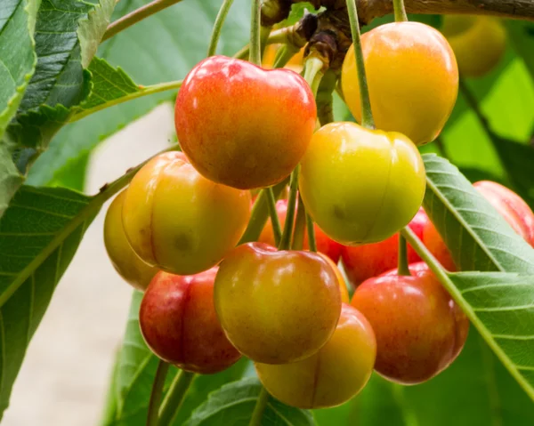 Cerezas frescas maduras en el árbol — Foto de Stock