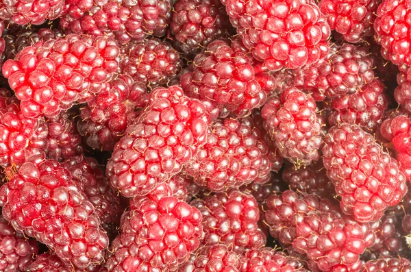 stock image Tayberries fresh sweet ready to eat