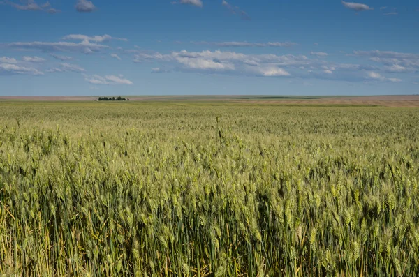 Weizenfeld unter blauem Himmel mit weißen Wolken — Stockfoto