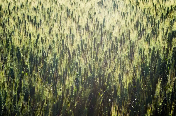 stock image Wheat or grain at sunset