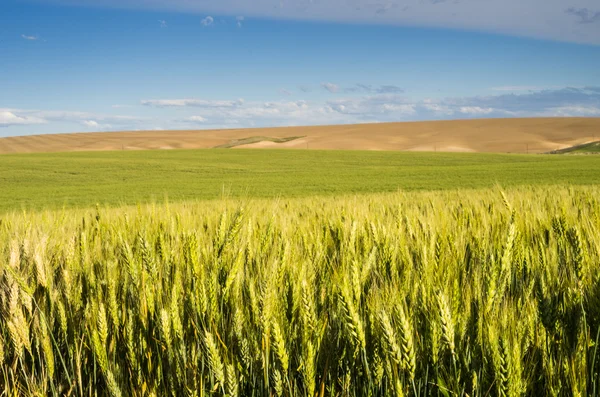 Paysage agricole du blé ou des céréales — Photo