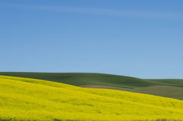 Boerderij veld van bloeiende koolzaad — Stockfoto