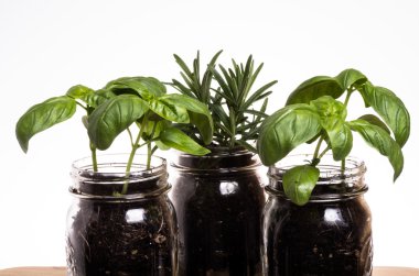 Three herb plants in mason jars clipart