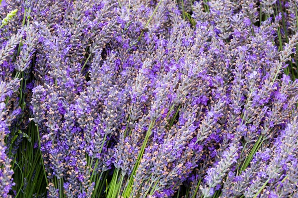 Flores y tallos de lavendar en racimos —  Fotos de Stock