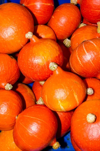 Naranja brillante caída de calabaza —  Fotos de Stock
