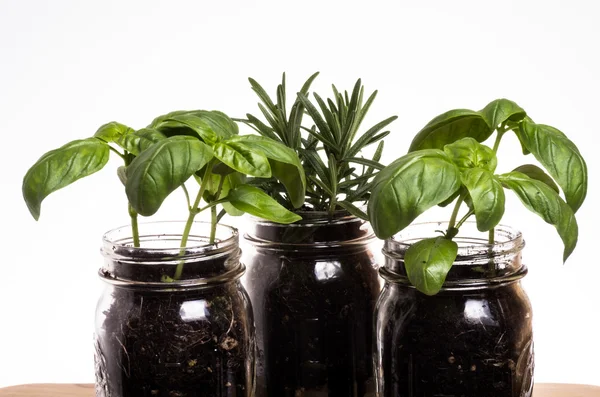 Three herb plants in mason jars — Stock Photo, Image