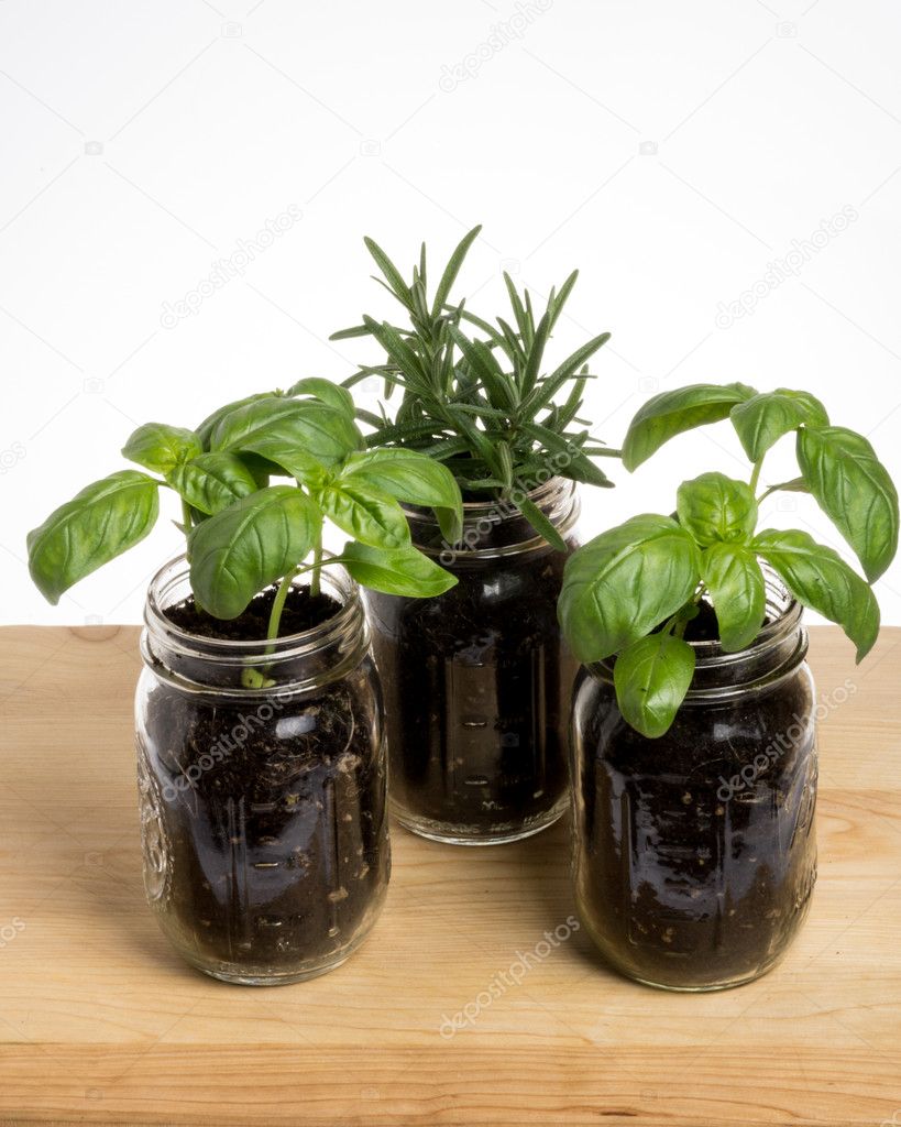 Three herb plants on wooden table